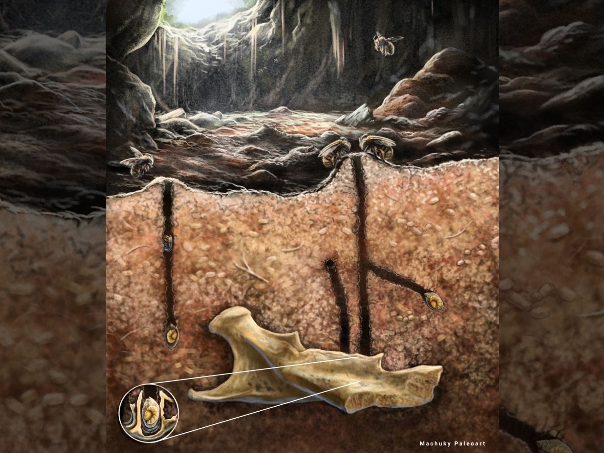 cave dwarf crossword clue