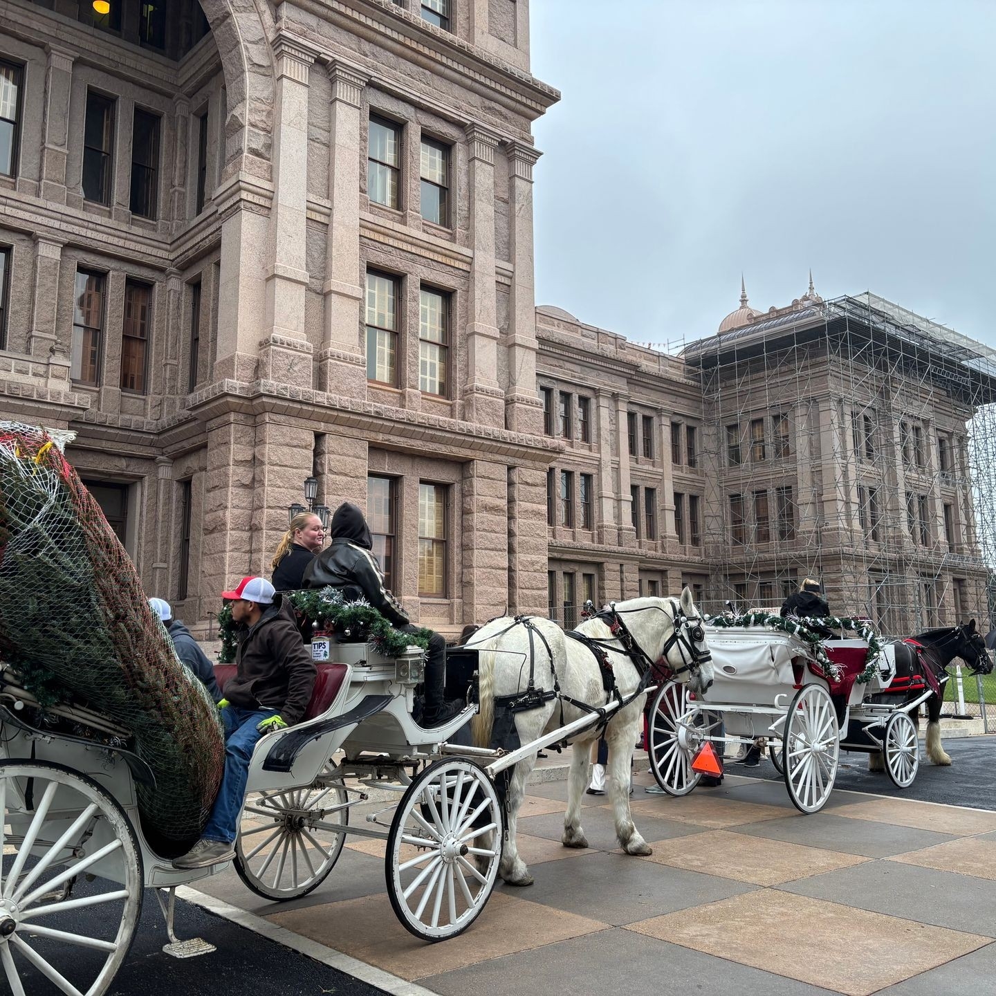 Christmas Trees Delivered To Texas Capitol By Horse drawn Carriages