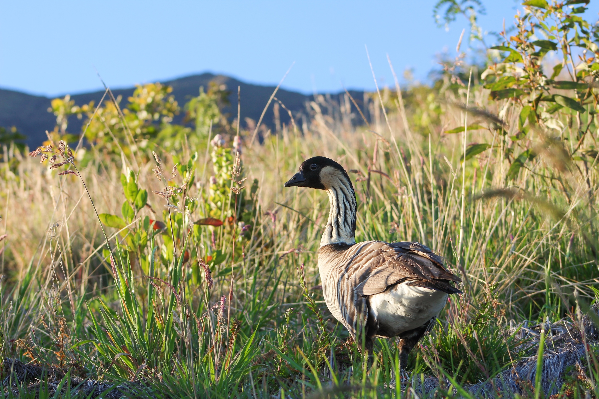 hawaiian goose crossword clue