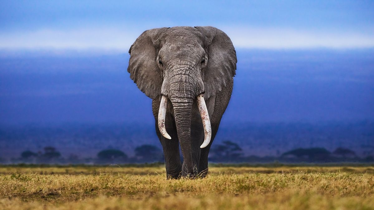 Elephants Facts About Earth s Largest Living Land Animals Live Science