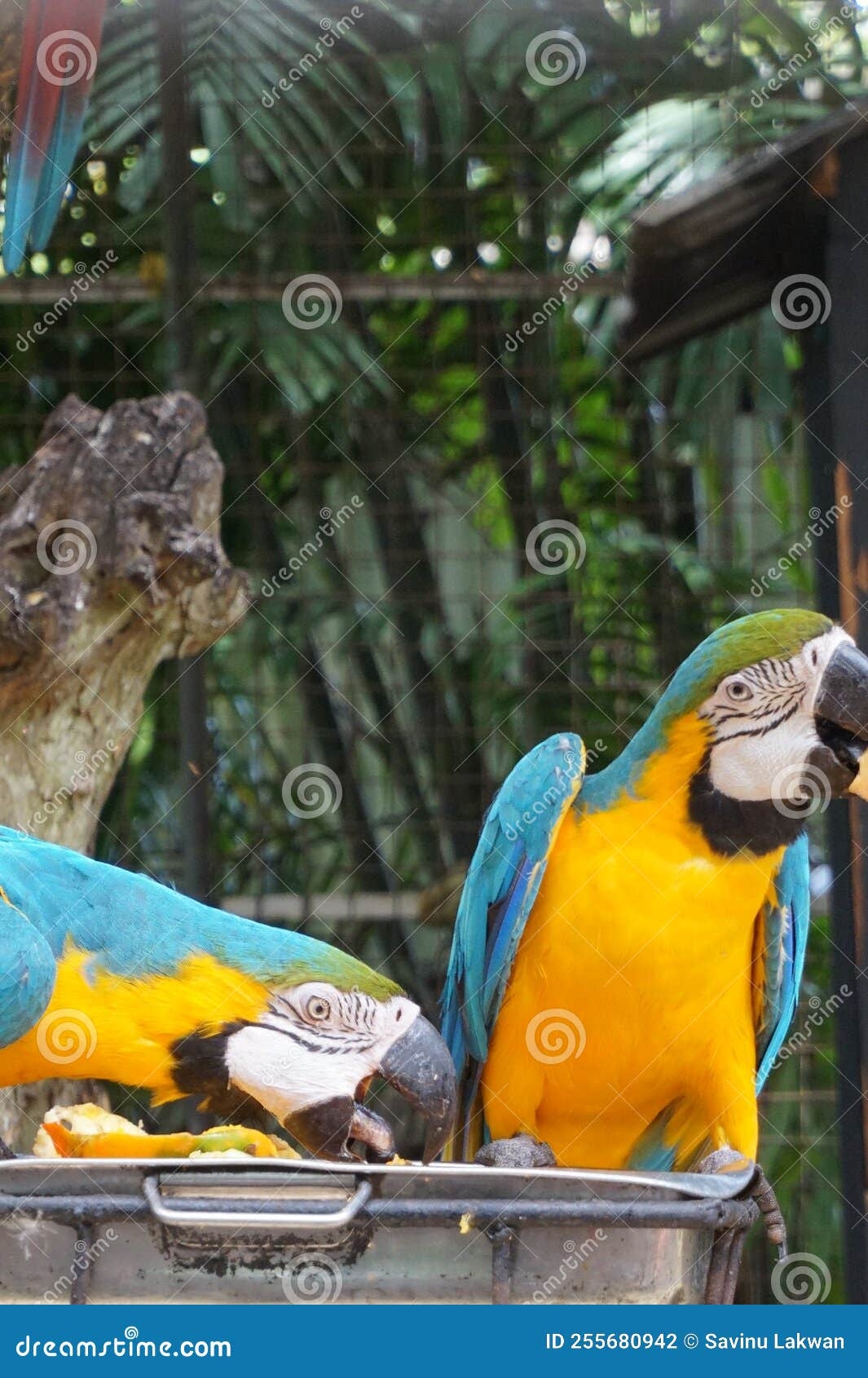 Genus Of Macaws Crossword Clue 3 Letters Letters