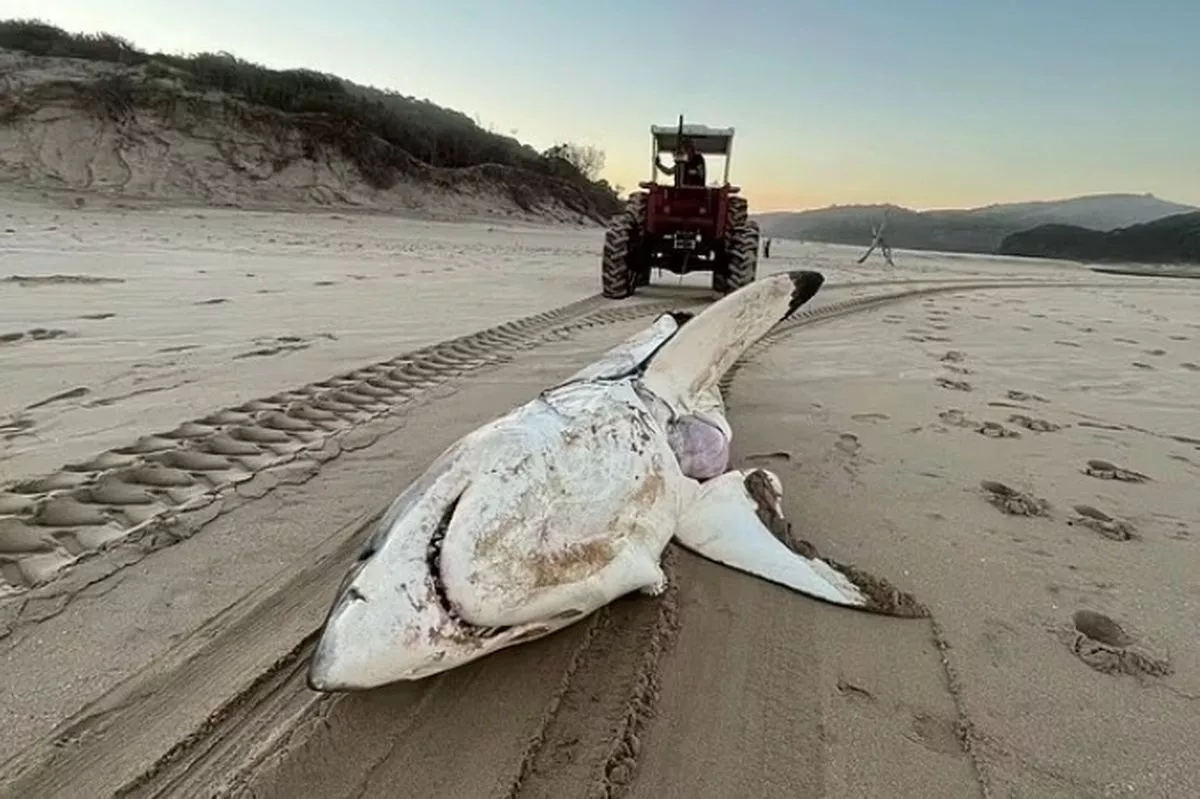 massive predators crossword clue