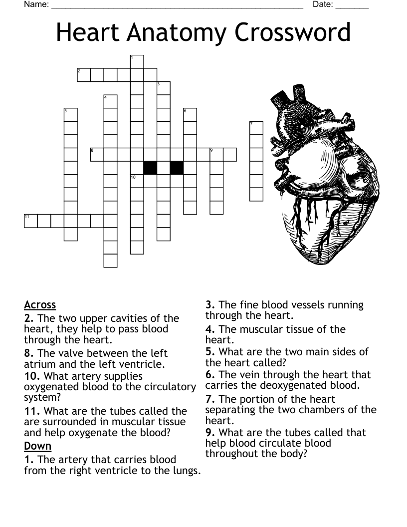 Heart Anatomy Crossword WordMint