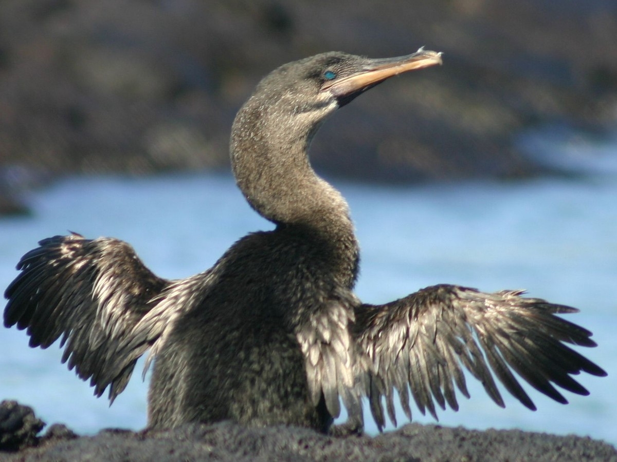 diving bird crossword clue