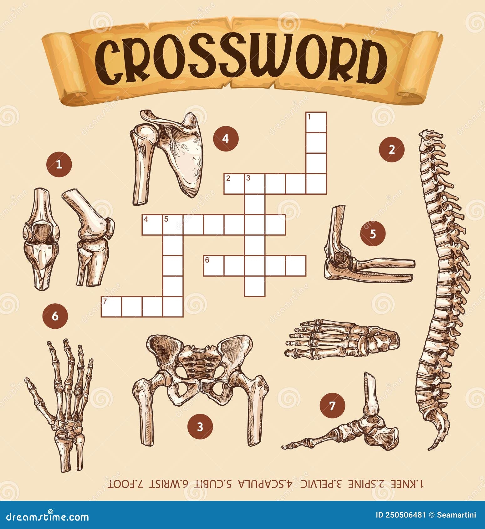pelvic bones crossword