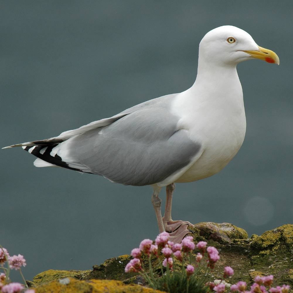 sea bird crossword clue