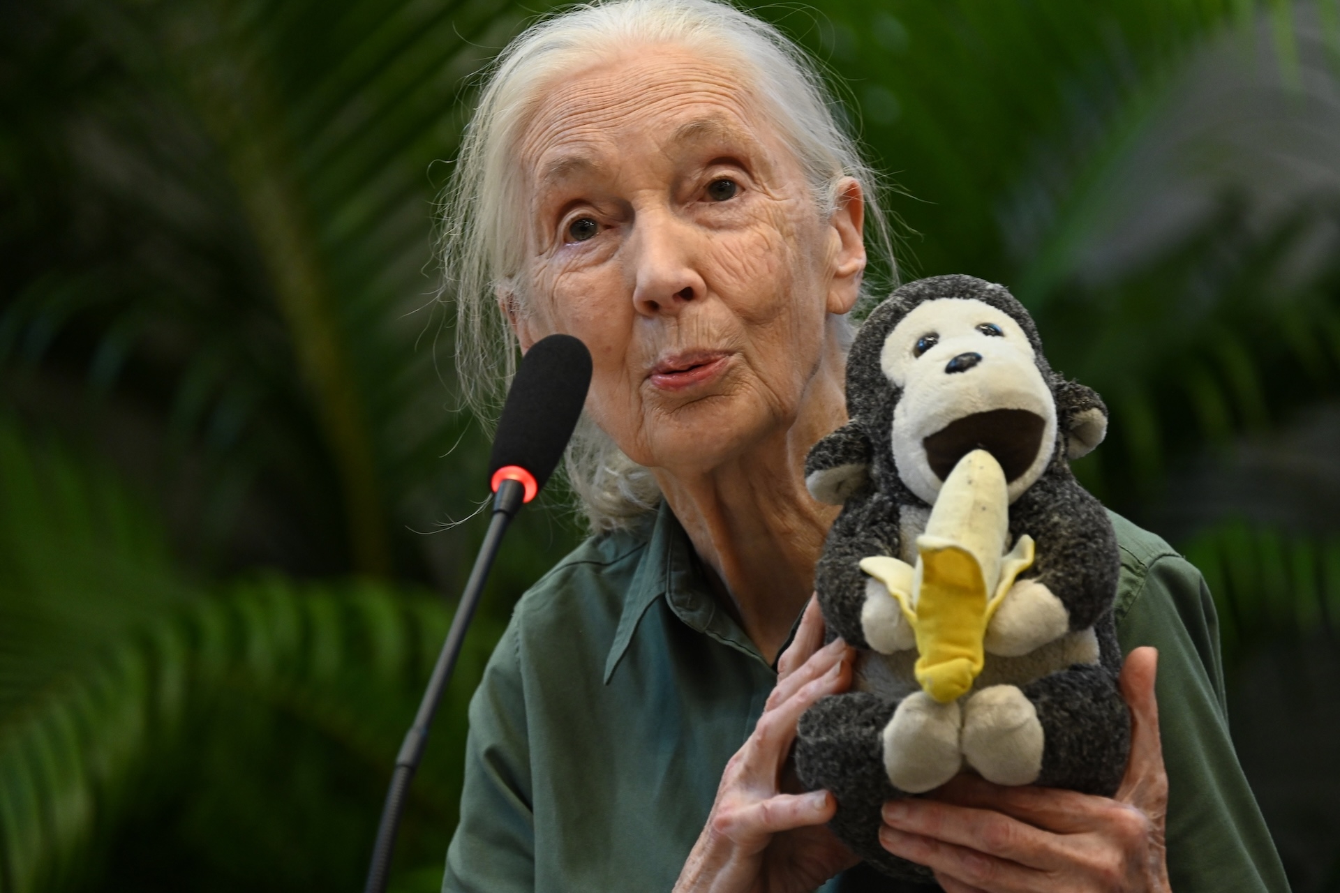 Jane Goodall Famed Primatologist Who Discovered Chimpanzee Tool Use Dies At 91 Live Science