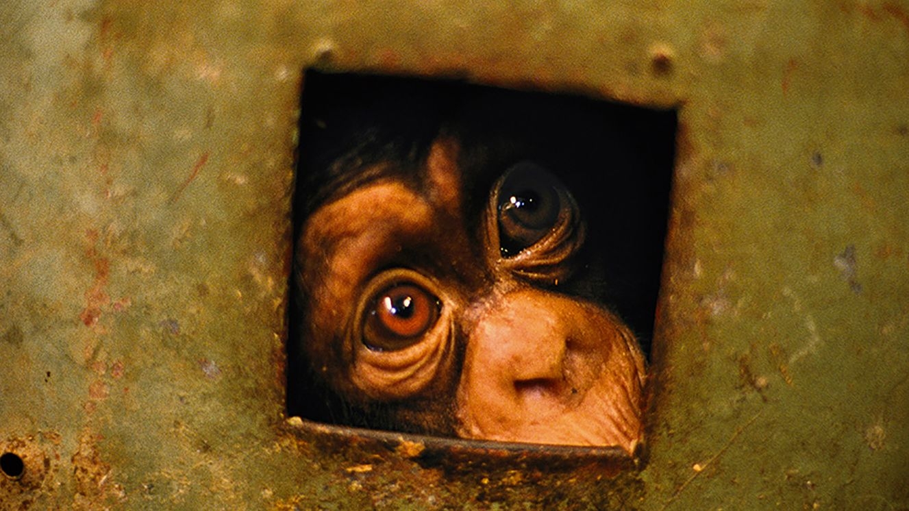 primatologist dian crossword