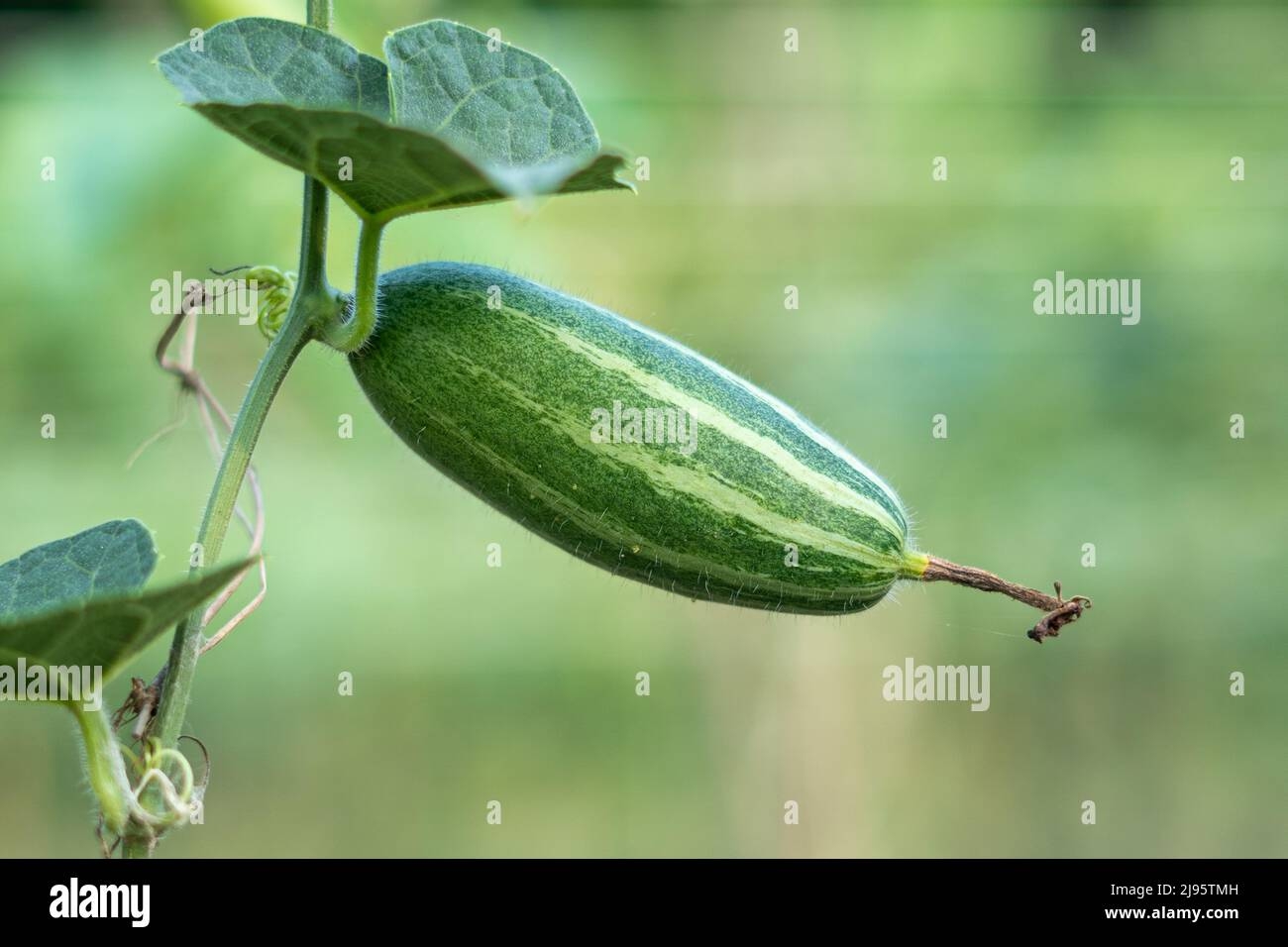 Pointed Arch Crossword Clue Hi res Stock Photography And Images Alamy