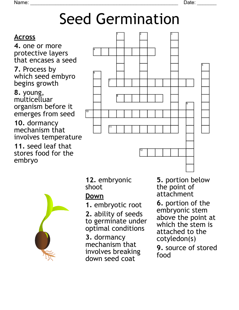 Seed Germination Crossword WordMint