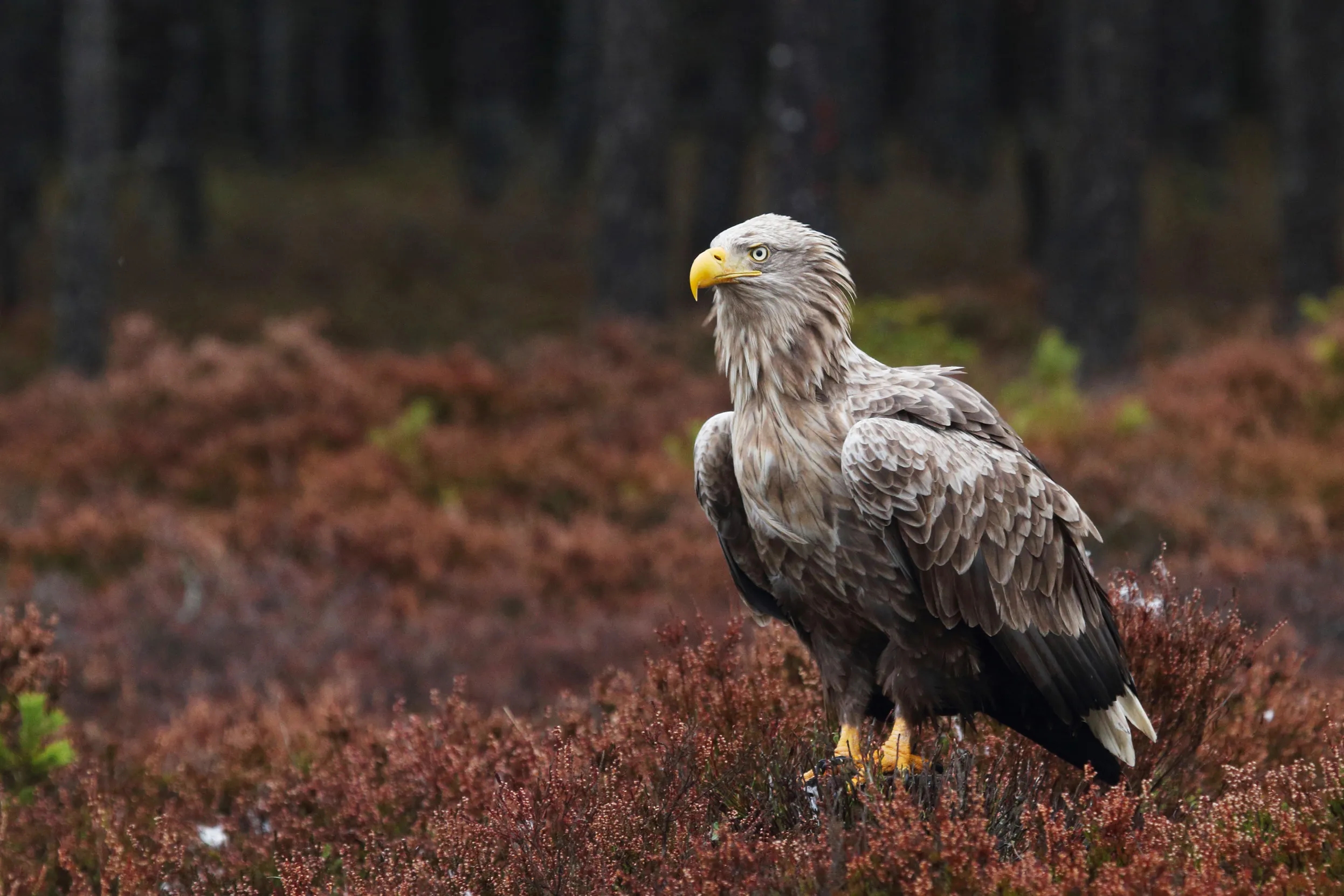 sea eagle crossword clue