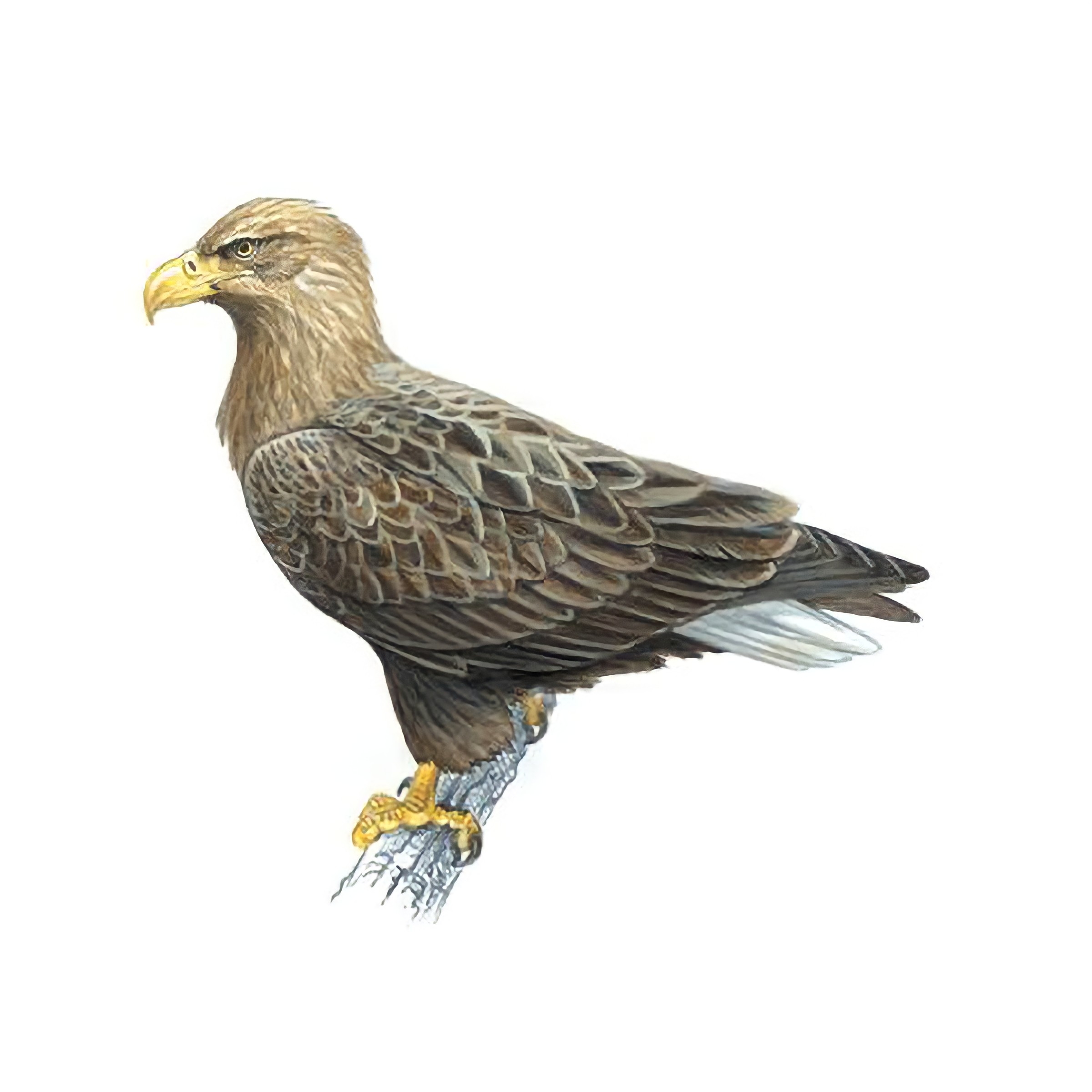 White Tailed Eagle Facts Haliaeetus Albicilla