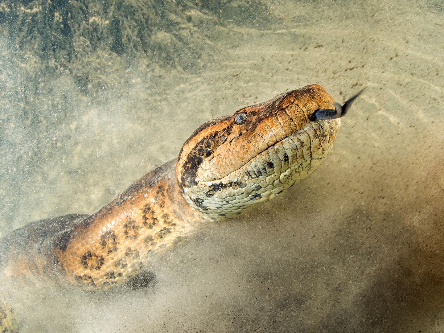 large snake crossword clue