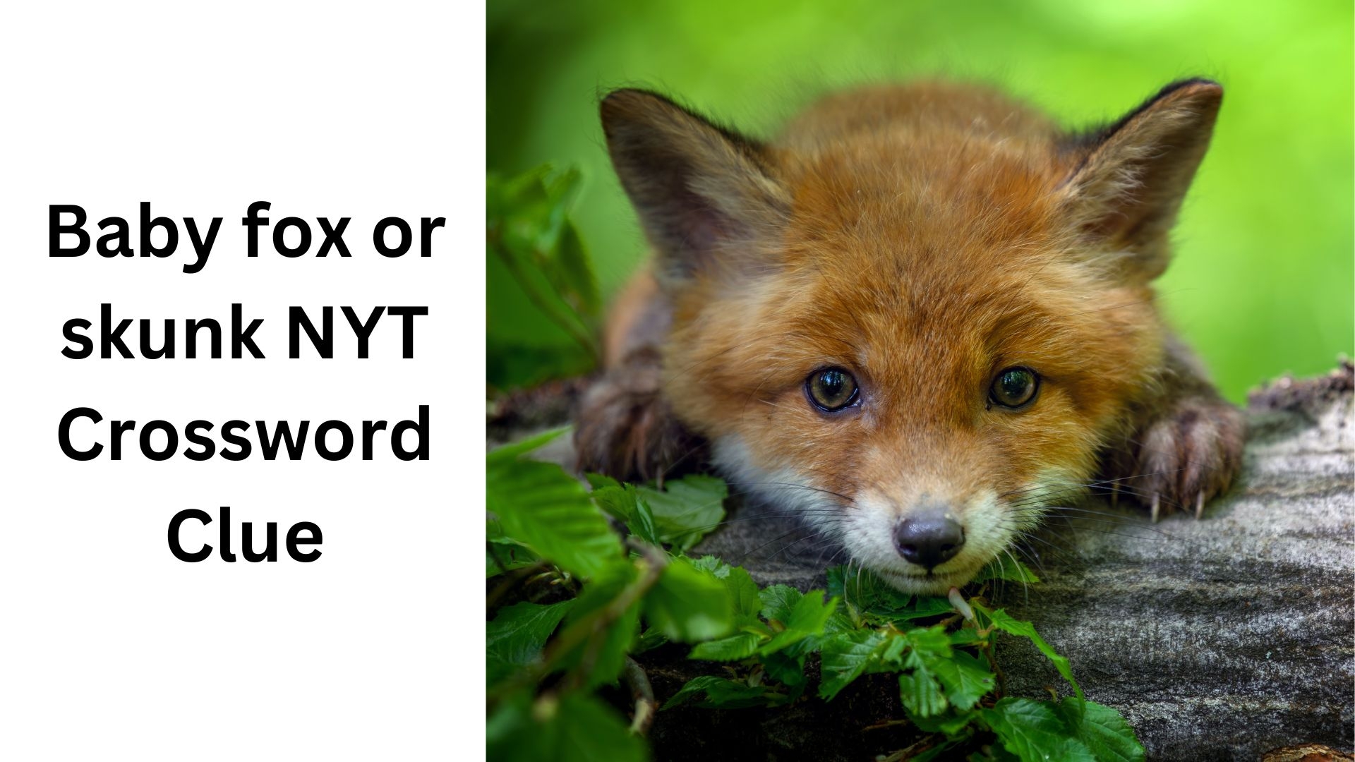 Baby Fox Or Skunk NYT Crossword Clue August 3 2024
