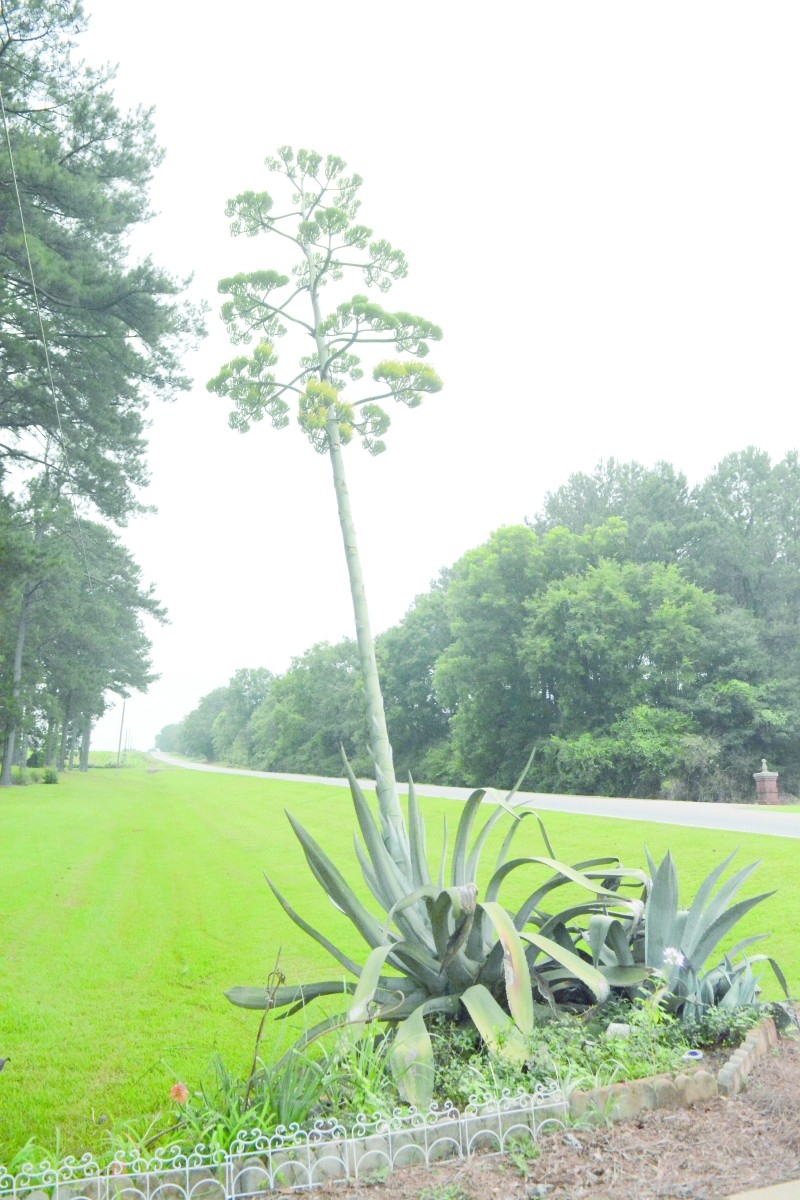 Century Plant In Bloom The Greenville Standard Century Plant In Bloom The Greenville Standard