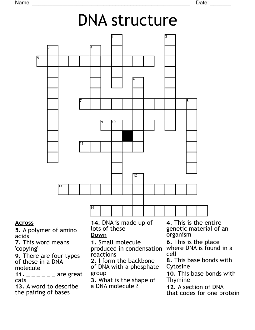DNA Structure Crossword WordMint DNA Structure Crossword WordMint