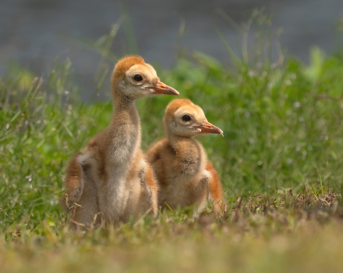 baby bird crossword clue