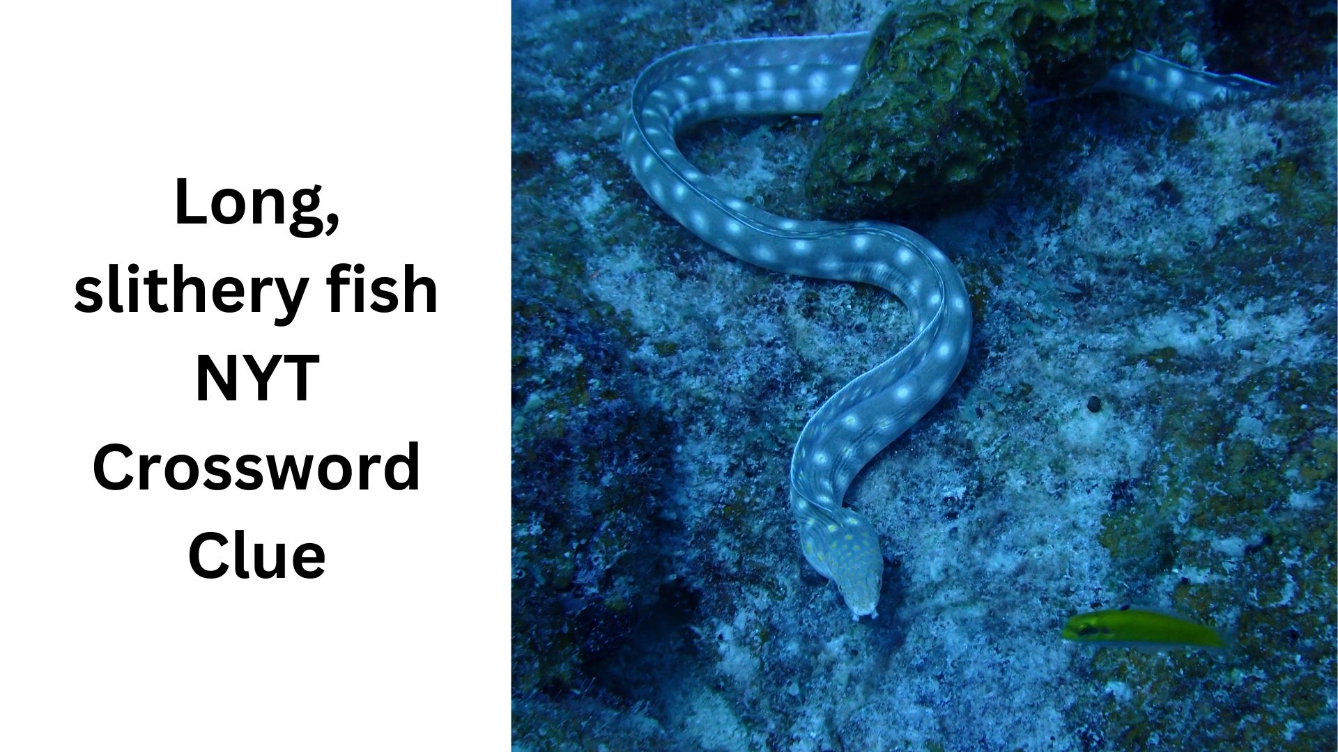 crossword clue young eel crossword clue young eel