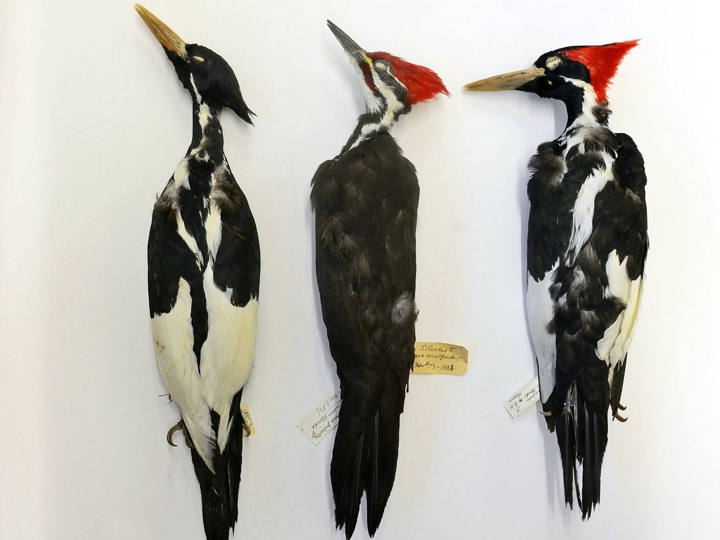 Marsh Bird Crossword Clue 5 Letters Letters Marsh Bird Crossword Clue 5 Letters Letters