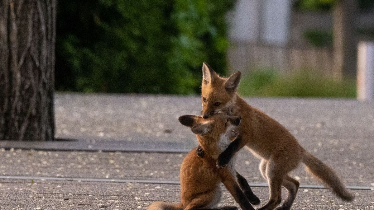Millennium Park Fox Family Is The Latest Chicago Wildlife To Go Viral Chicago Sun Times