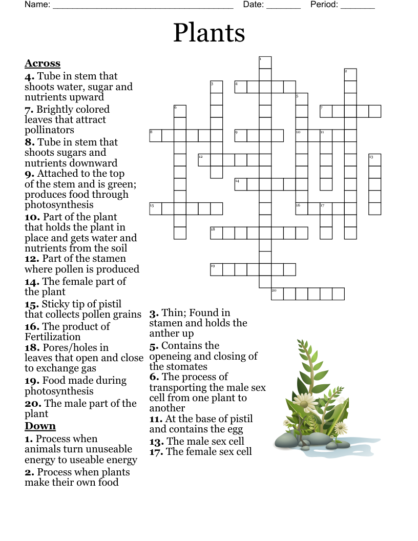 Stems 1 3 Practice Crossword WordMint