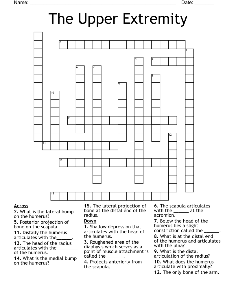 arm bone crossword puzzle clue
