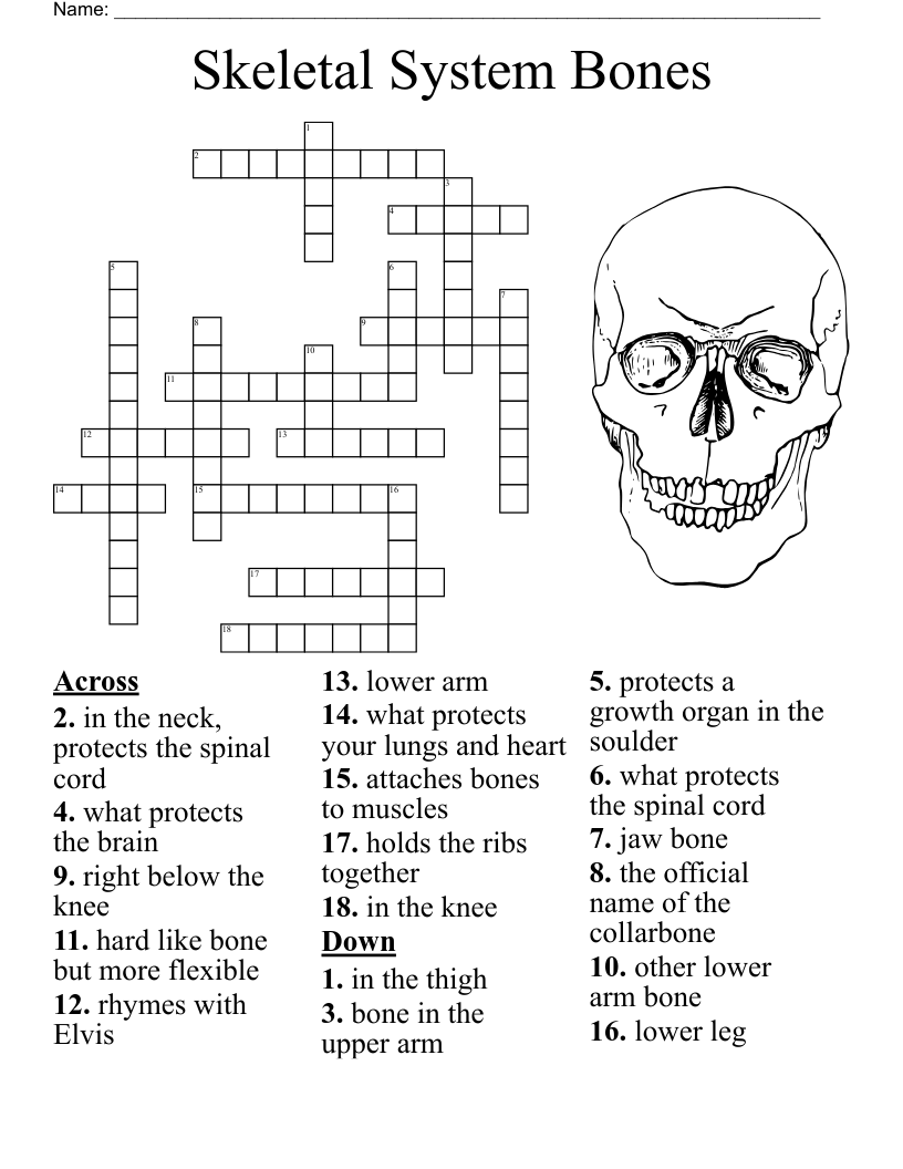 Bone Anatomy Crossword WordMint