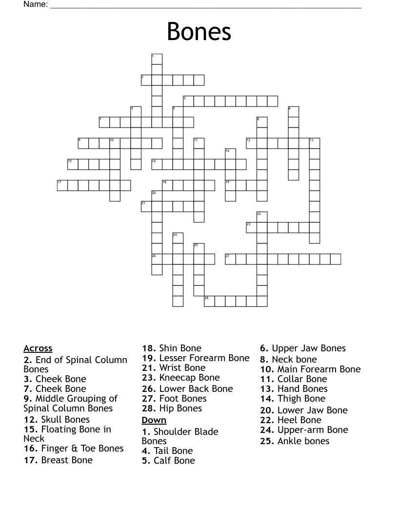 arm bone crossword clue