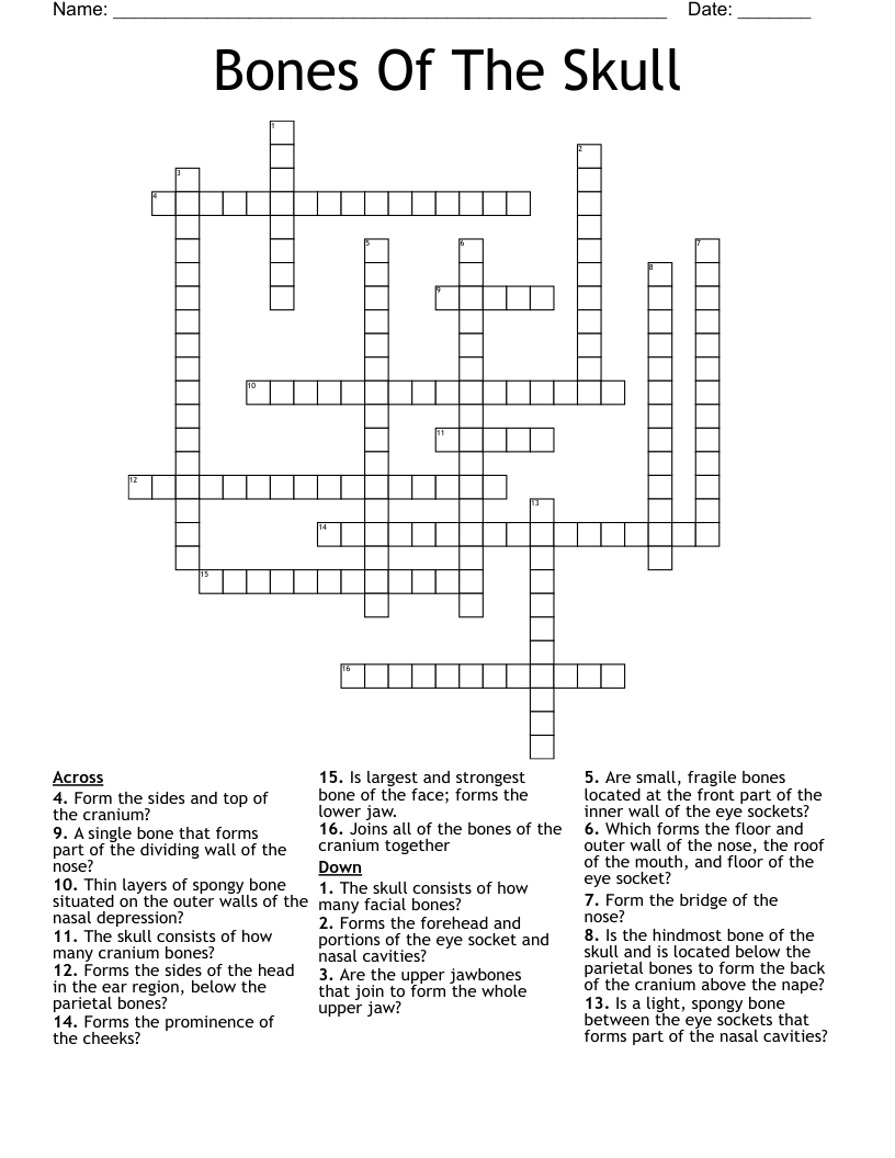 Bones Of The Skull Crossword WordMint