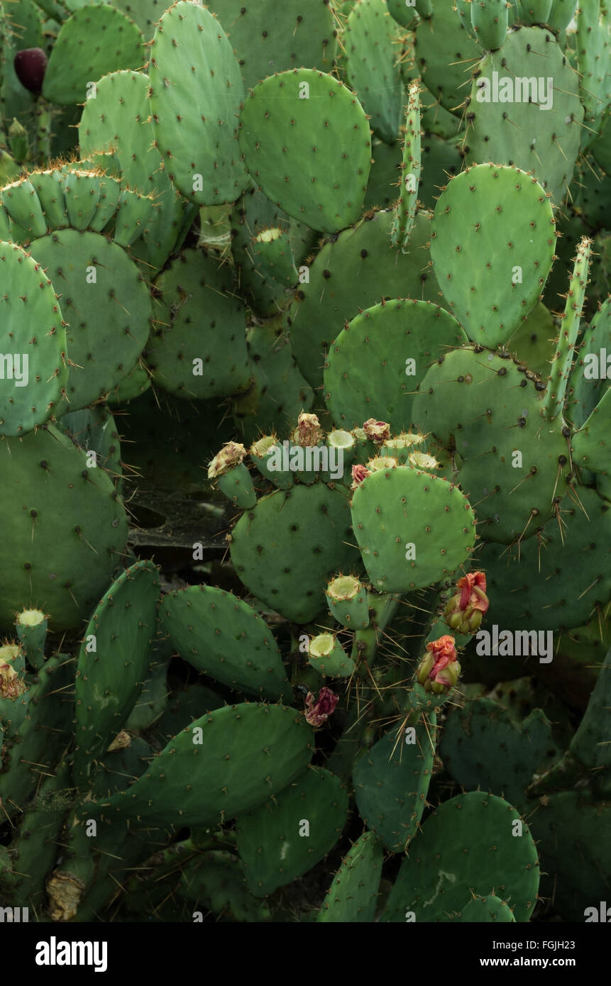 prickly plant crossword clue