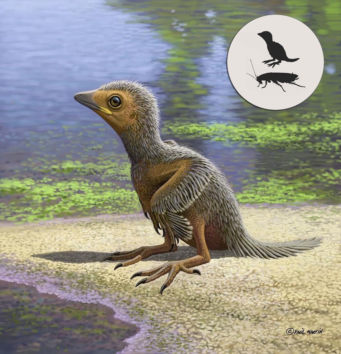 This Is One Of The Tiniest Ancient Birds And It Lived Alongside Giant Dinosaurs Live Science This Is One Of The Tiniest Ancient Birds And It Lived Alongside Giant Dinosaurs Live Science